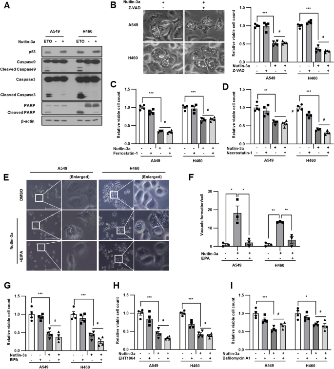 Nutlin-3a induces KRAS mutant/p53 wild type lung cancer specific methuosis-like cell death that is dependent on GFPT2 | Journal of Experimental & Clinical Cancer Research | Full Text nutlin-3a-induces-kras-mutant-p53-wild-type-lung-cancer-specific-methuosis-like-cell-death-that-is-dependent-on-gfpt2-journal-of-experimental-clinical-cancer-research-full-text