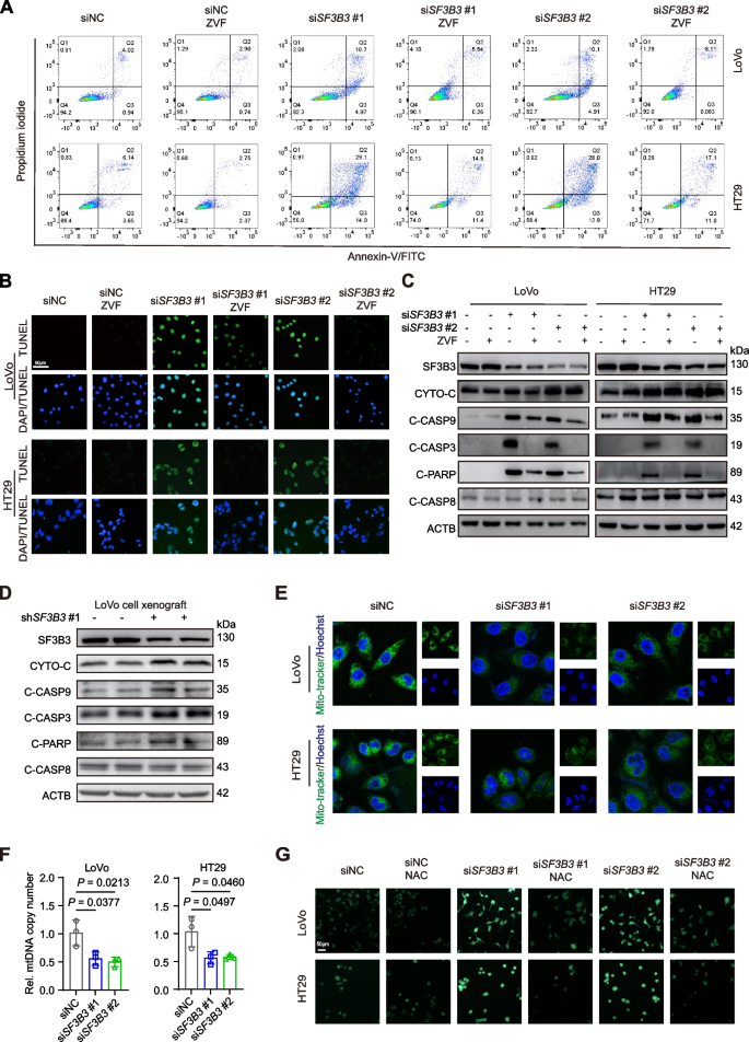 research articles on colorectal cancer figure 3