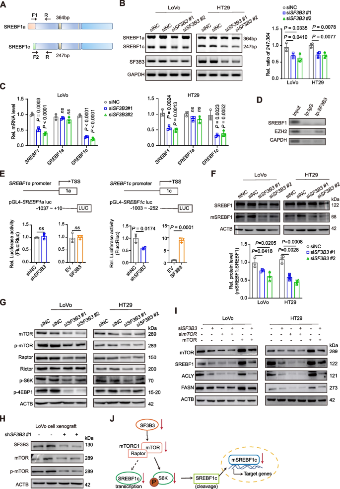 research articles on colorectal cancer figure 5