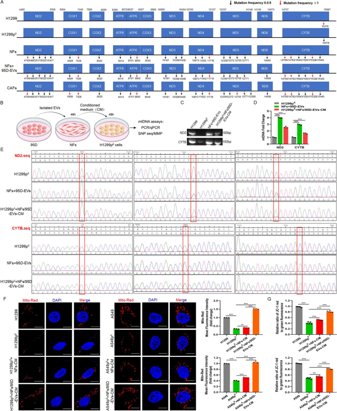 conclusion of stem cell research figure 5
