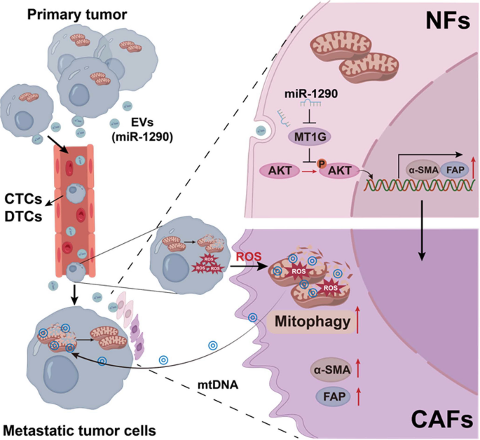conclusion of stem cell research figure 8