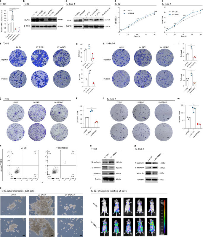 Grafico illustrativo delle strategie di bonus su Snai1.it