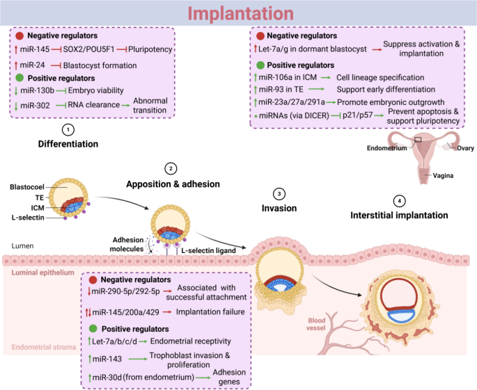 Gene regulation by non-Coding RNAs in infertility: a mechanistic review | Journal of Ovarian Research | Springer Nature Link Gene regulation by non-Coding RNAs in infertility: a mechanistic review | Journal of Ovarian Research | Springer Nature Link
