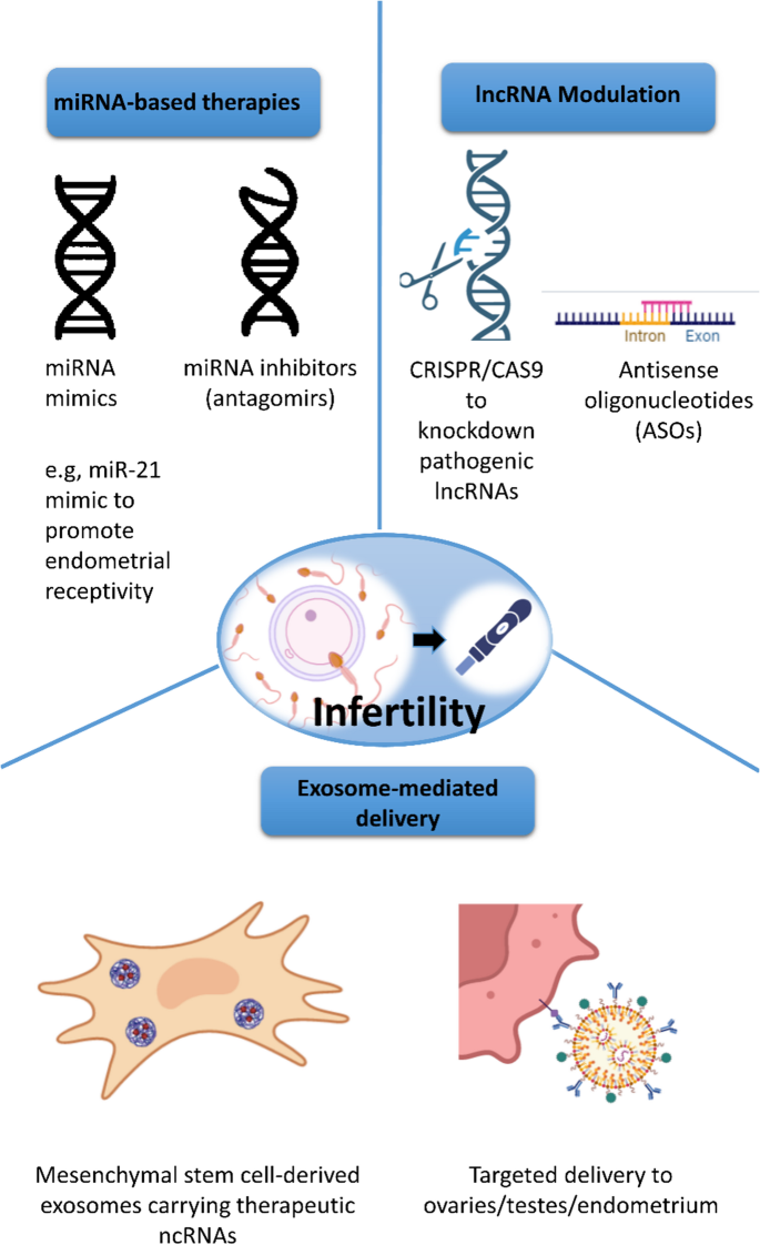 Gene regulation by non-Coding RNAs in infertility: a mechanistic review | Journal of Ovarian Research | Springer Nature Link Gene regulation by non-Coding RNAs in infertility: a mechanistic review | Journal of Ovarian Research | Springer Nature Link