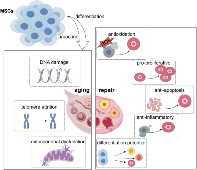 Mesenchymal stem cells and their promise in reversing ovarian aging ...