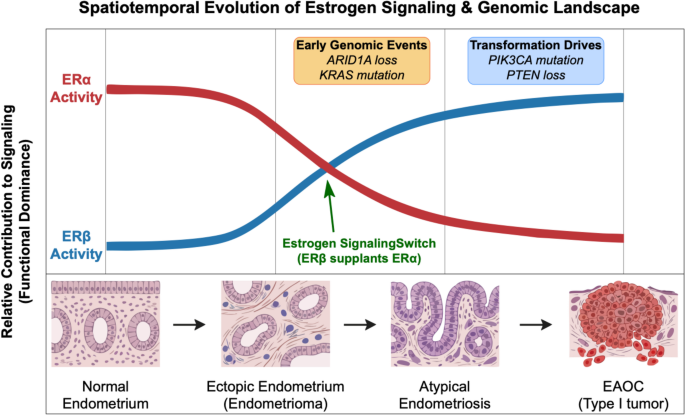 Rethinking estrogen receptor  in EAOC: a synergistic modulator in a  genomically informed landscape | Journal of Ovarian Research | Springer  Nature Link