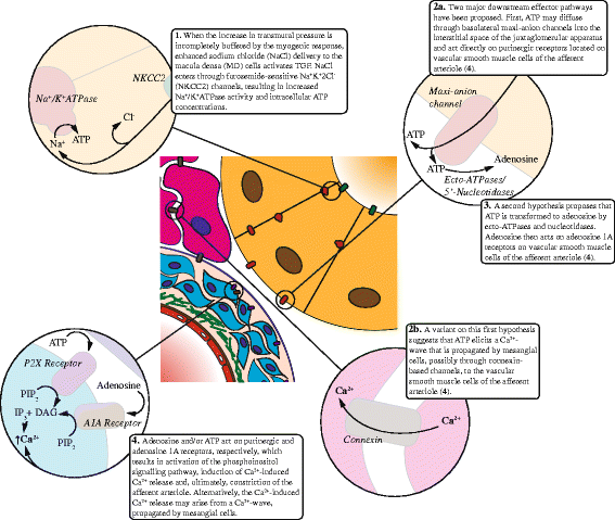 Renal Autoregulation And Blood Pressure Management In - 