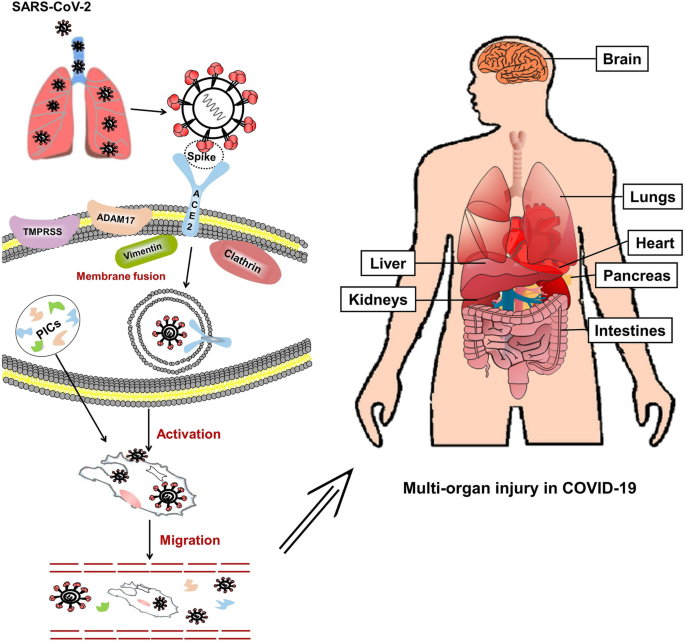 Which covid-19 attack organ will virus Kidney disease