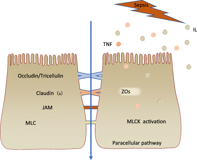 Gut Liver Crosstalk In Sepsis Induced Liver Injury Critical Care Full Text Gut Liver Crosstalk In Sepsis Induced Liver Injury Critical Care Full Text