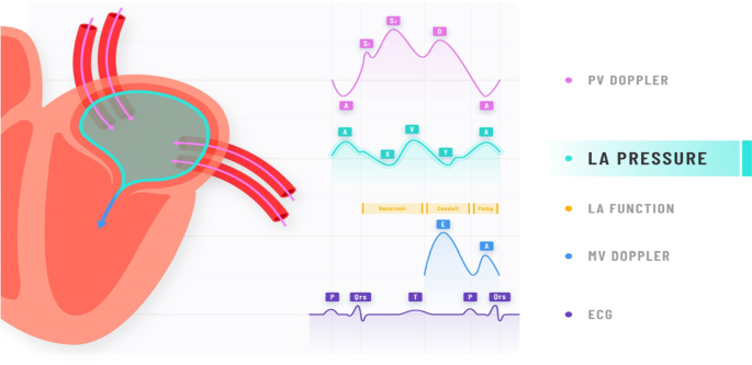 Left Atrial Strain Determinants During the Cardiac Phases