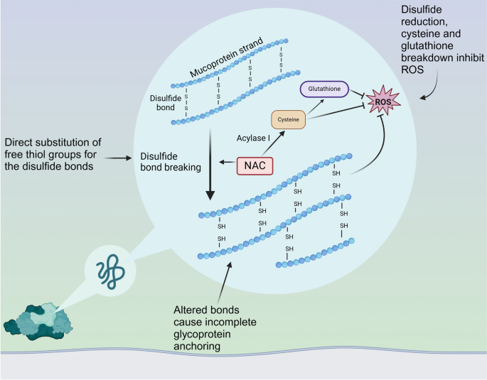 glutathione nebulizer pneumonia Physiology and pathophysiology of mucus and mucolytic use in critically ill  patients | Critical Care