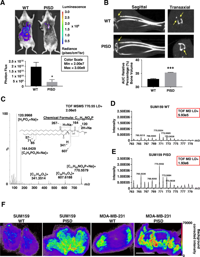 Enhanced Mitochondrial Fission Suppresses Signaling And Metastasis In Triple Negative Breast Cancer Breast Cancer Research Full Text