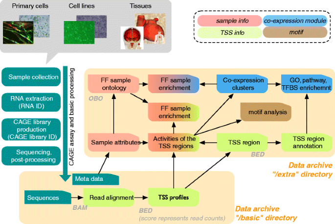 Gateways to the FANTOM5 promoter level mammalian expression atlas | Genome  Biology | Full Text