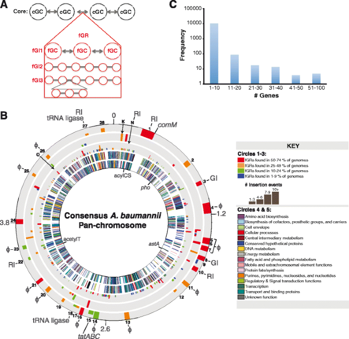A novel method of consensus pan-chromosome assembly and large ...