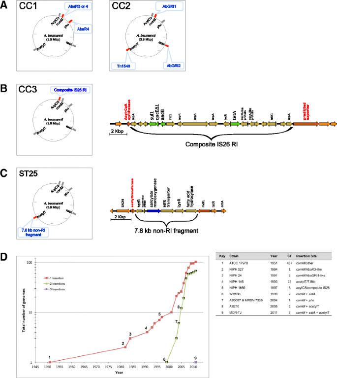 A novel method of consensus pan-chromosome assembly and large ...