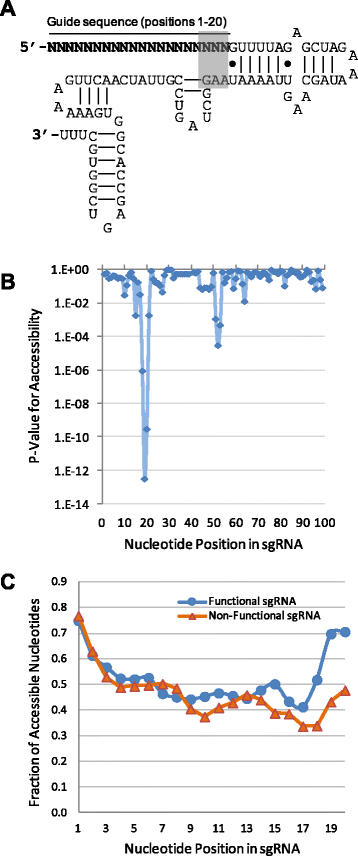 Wu Crispr Characteristics Of Functional Guide Rnas For The Crispr Cas9 System Genome Biology Full Text