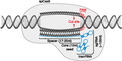Resources For The Design Of Crispr Gene Editing Experiments Genome Biology Full Text