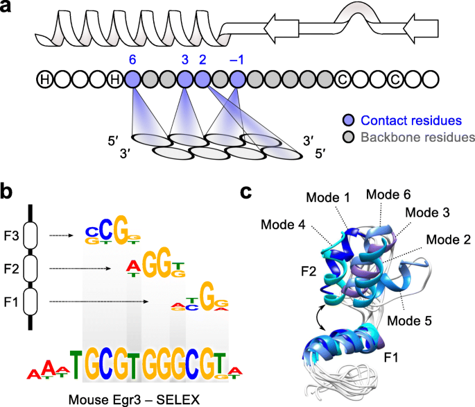 Non Base Contacting Residues Enable Kaleidoscopic Evolution Of Metazoan C2h2 Zinc Finger Dna Binding Genome Biology Full Text