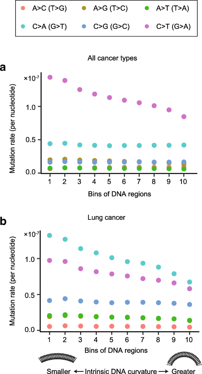 Reduced Intrinsic Dna Curvature Leads To Increased Mutation Rate Genome Biology Full Text