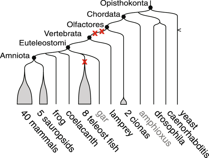 vertebrate