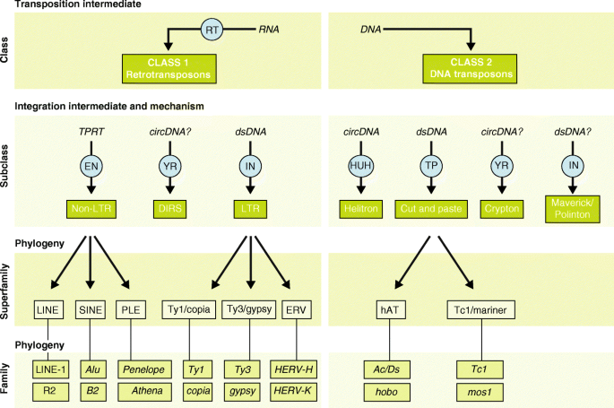 Ten Things You Should Know About Transposable Elements Genome Biology Full Text