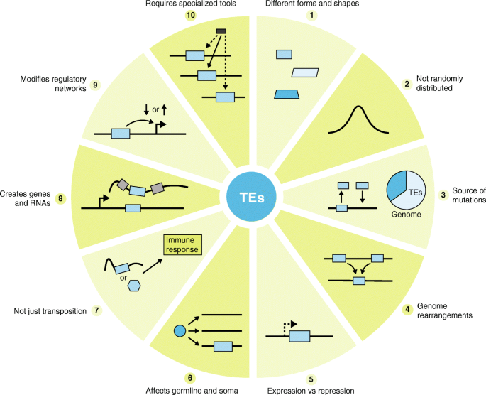 Ten Things You Should Know About Transposable Elements Genome Biology Full Text