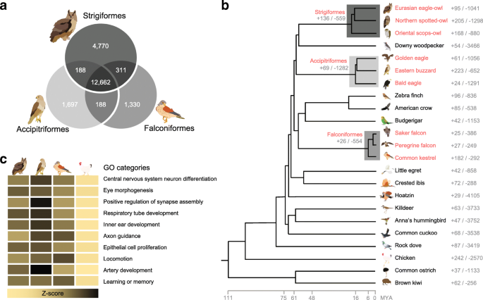 Raptor genomes reveal evolutionary signatures of predatory and nocturnal  lifestyles | Genome Biology | Full Text