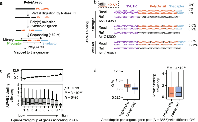 Impact of poly(A)-tail G-content on Arabidopsis PAB binding and their role  in enhancing translational efficiency | Genome Biology | Full Text