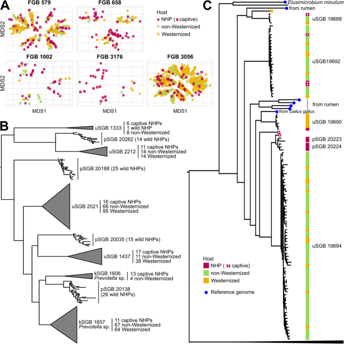 Microbial Genomes From Non Human Primate Gut Metagenomes Expand The Primate Associated Bacterial Tree Of Life With Over 1000 Novel Species Genome Biology Full Text