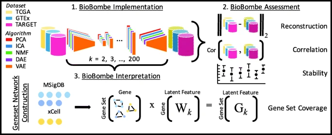 Compressing gene expression data using multiple latent space dimensionalities learns complementary biological representations