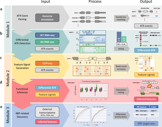 SURF: integrative analysis of a compendium of RNA-seq and CLIP-seq datasets  highlights complex governing of alternative transcriptional regulation by  RNA-binding proteins | Genome Biology | Full Text