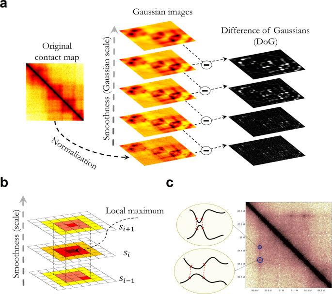 Mustache Multi Scale Detection Of Chromatin Loops From Hi C And Micro C Maps Using Scale Space Representation Genome Biology Full Text