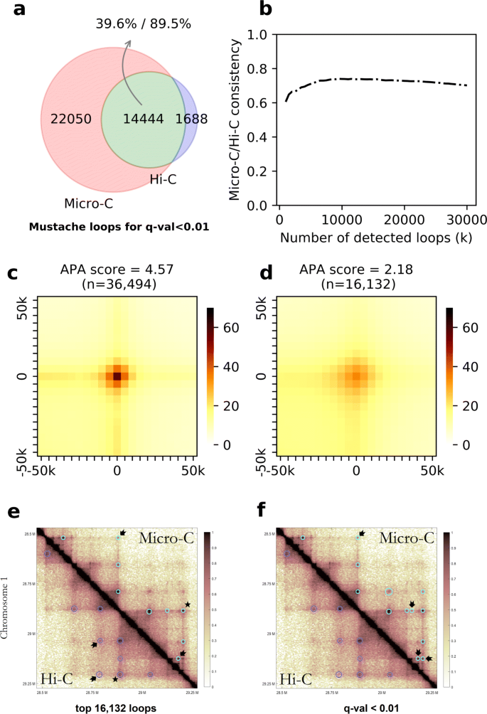 Mustache Multi Scale Detection Of Chromatin Loops From Hi C And Micro C Maps Using Scale Space Representation Genome Biology Full Text