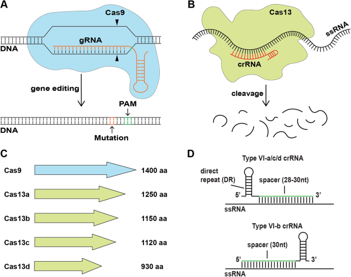 Picture of Cas13