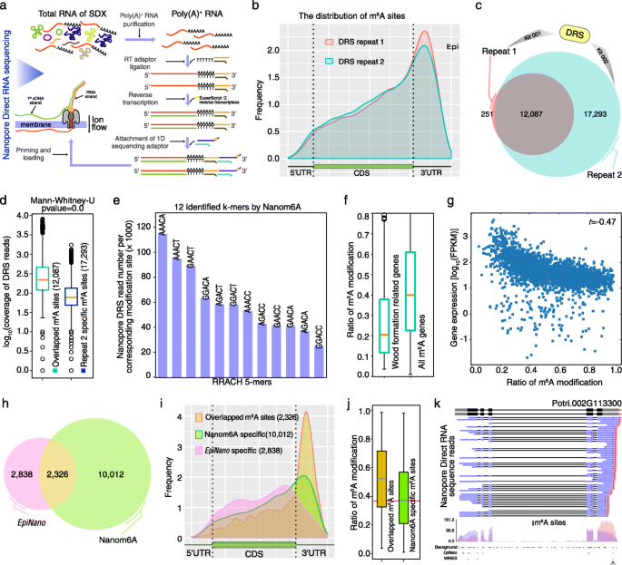 Quantitative Profiling Of N 6 Methyladenosine At Single Base Resolution In Stem Differentiating Xylem Of Populus Trichocarpa Using Nanopore Direct Rna Sequencing Genome Biology Full Text