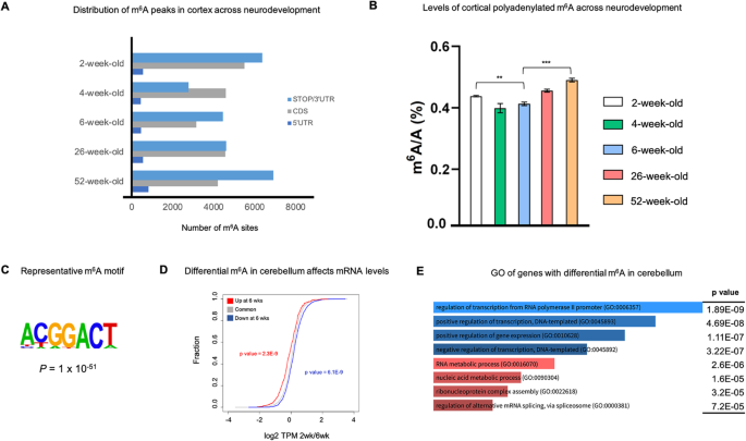 N6 Methyladenosine Dynamics In Neurodevelopment And Aging And Its Potential Role In Alzheimer S Disease Genome Biology Full Text