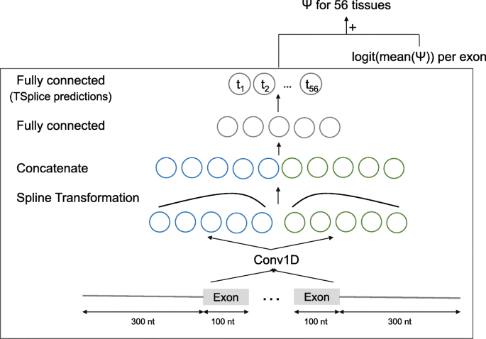 Mtsplice Predicts Effects Of Genetic Variants On Tissue Specific Splicing Genome Biology Full Text