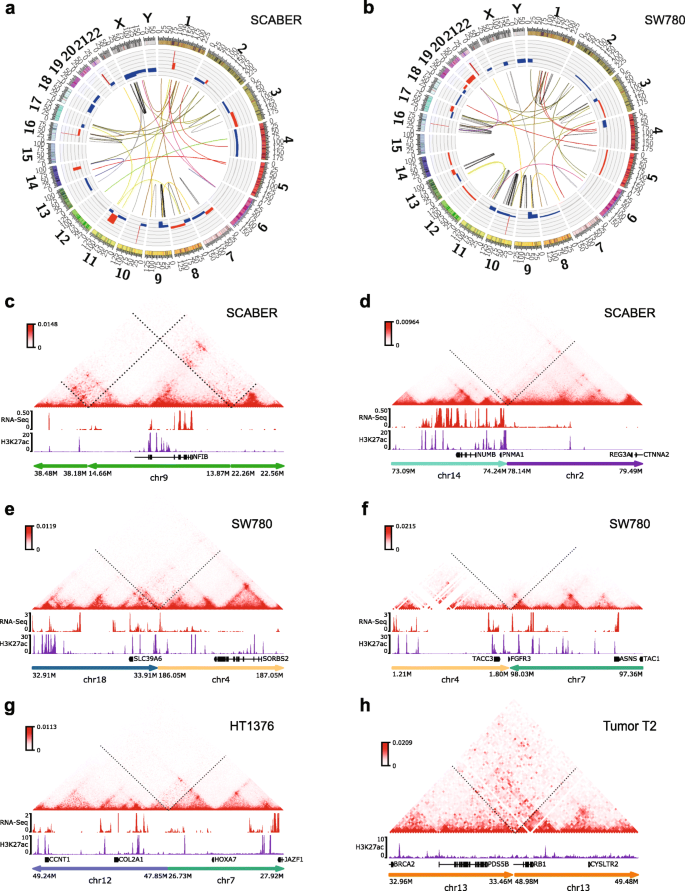Subtype Associated Epigenomic Landscape And 3d Genome Structure In Bladder Cancer Genome Biology Full Text