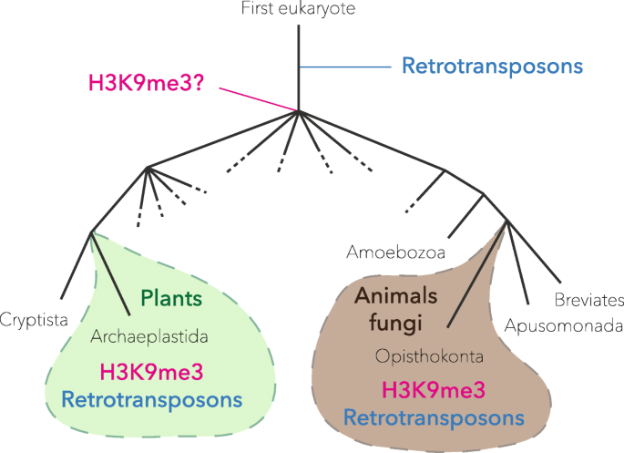 Heterochromatin: did H3K9 methylation evolve to tame transposons? | Genome  Biology | Full Text