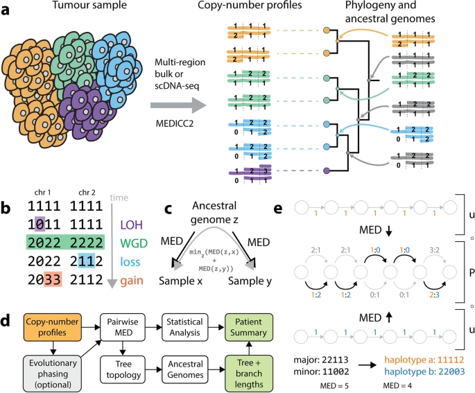  MEDICC2: whole-genome doubling aware copy-number phylogenies for cancer evolution 