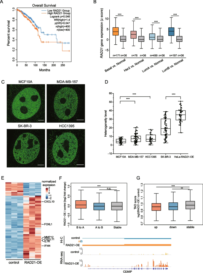 RAD21 is the core subunit of the cohesin complex involved in directing  genome organization | Genome Biology | Full Text