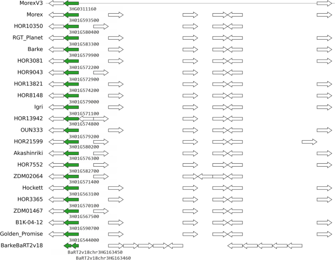 example pangene