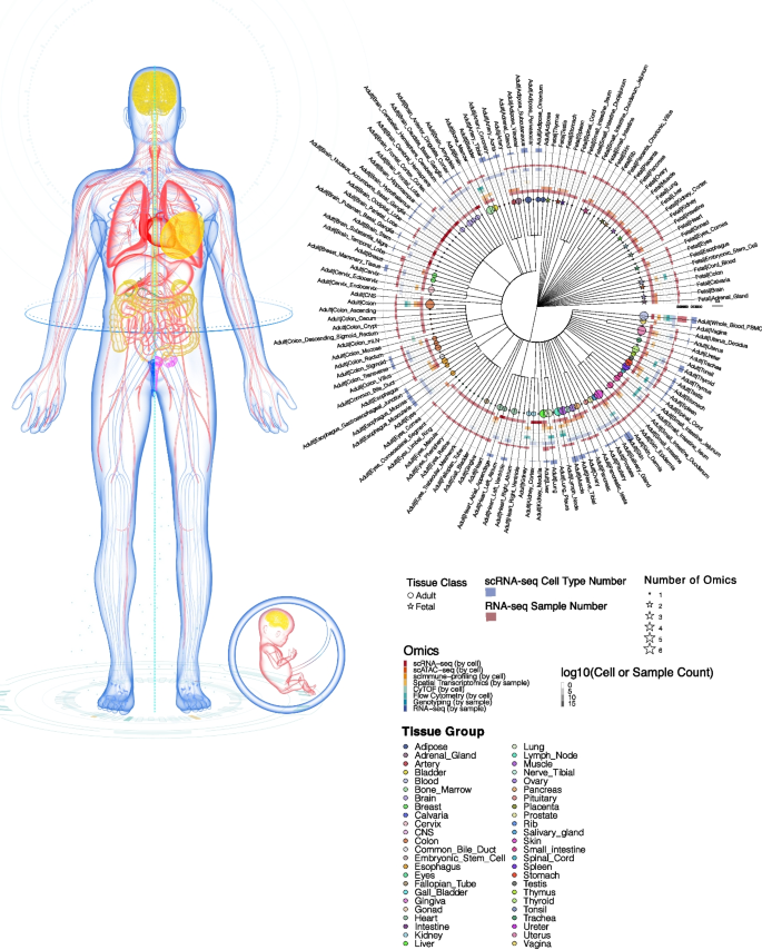 高度な細胞アトラスが生物医学研究に新たな扉を開く(Advanced cell atlas opens new doors in biomedical research)