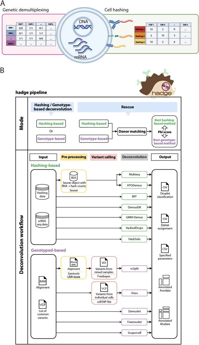  hadge: a comprehensive pipeline for donor deconvolution in single-cell studies 