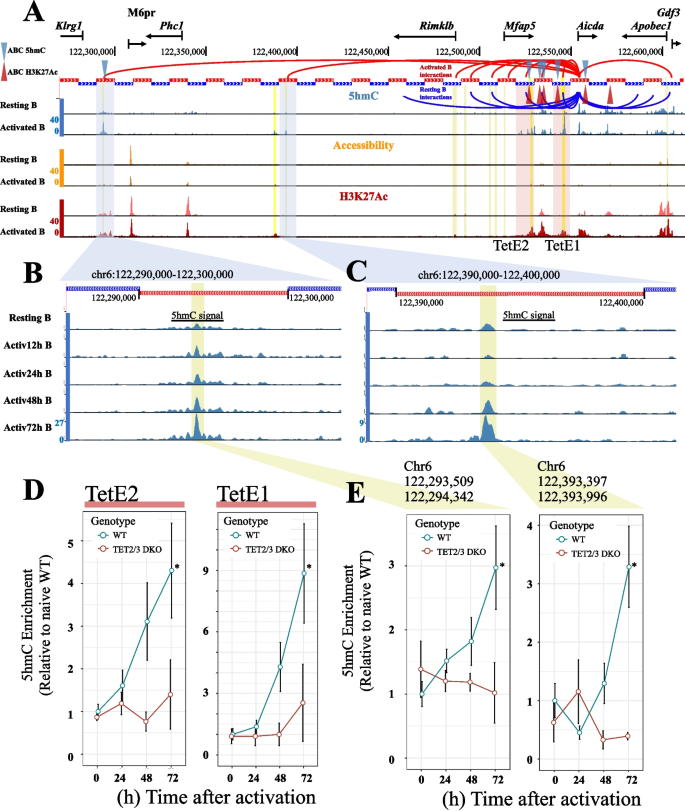 hypothesis template biology figure 5