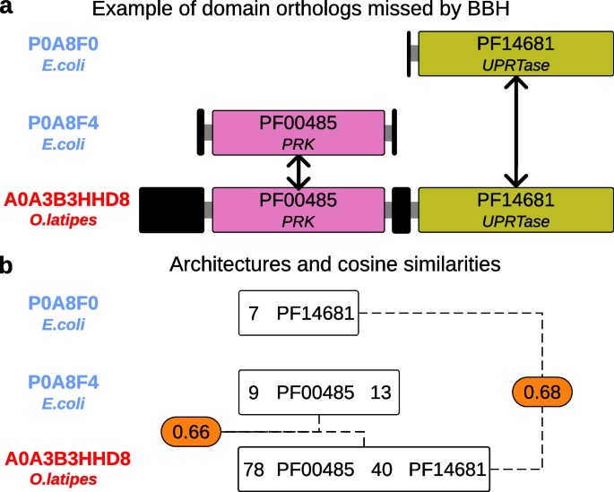 SonicParanoid2: fast, accurate, and comprehensive orthology 