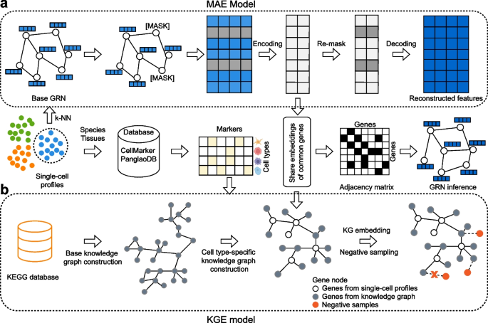 KEGNI: knowledge graph enhanced framework for gene regulatory network ...