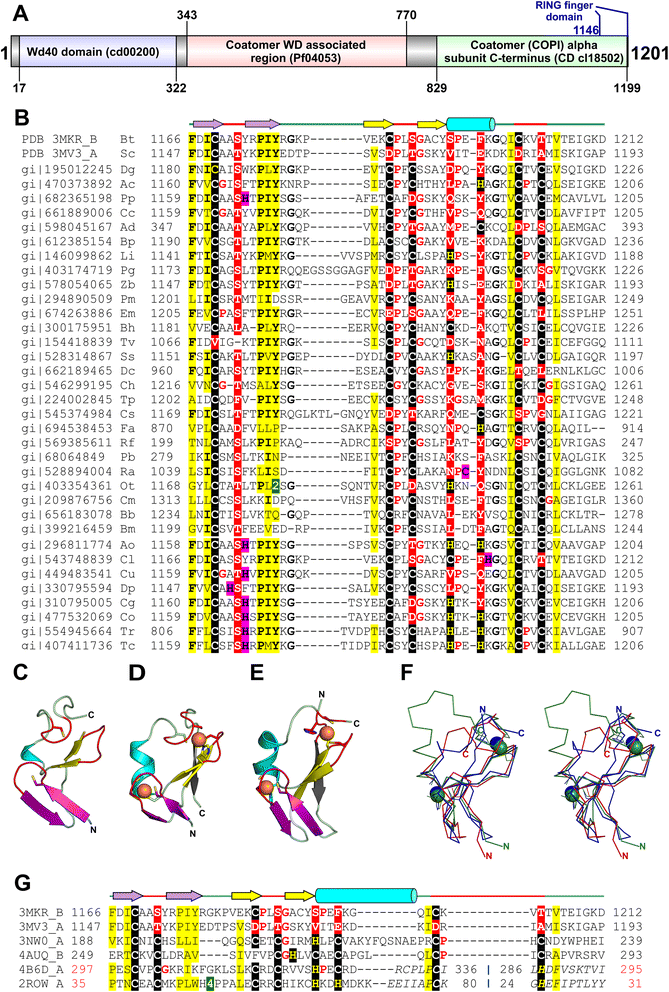 A novel RING finger in the C-terminal domain of the coatomer protein α-COP  | Biology Direct | Full Text