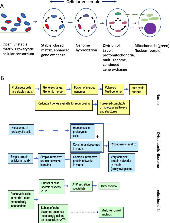 Division Of Labour In A Matrix Rather Than Phagocytosis Or Endosymbiosis As A Route For The Origin Of Eukaryotic Cells Biology Direct Full Text