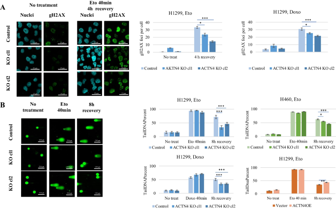 PDF) ACTN4 gene amplification is a predictive biomarker for